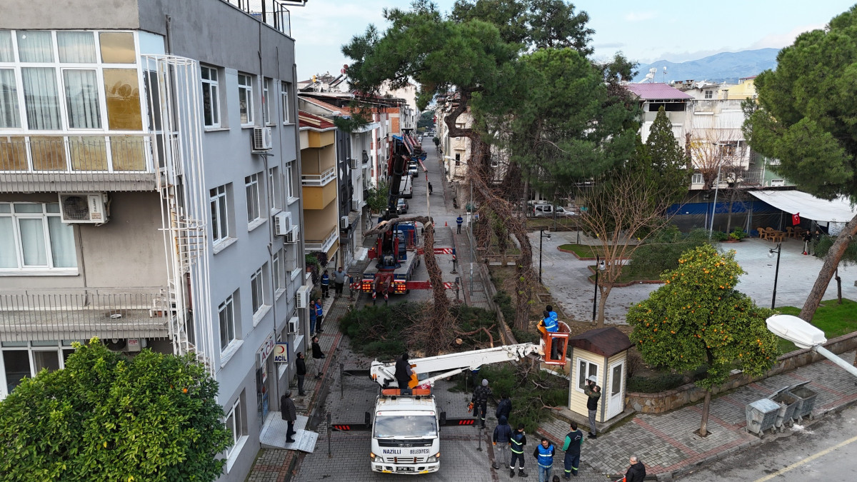 Nazilli’de tehlike oluşturan çam ağacı kaldırıldı