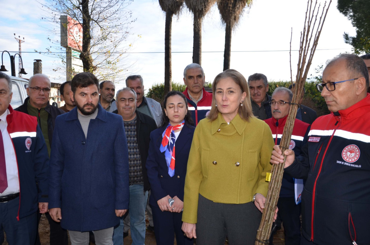 Nazilli'de üreticilere kestane fidanı dağıtıldı 